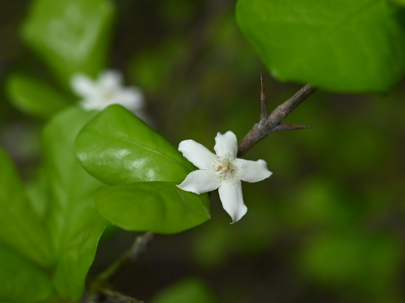 White Indigoberry photo 5