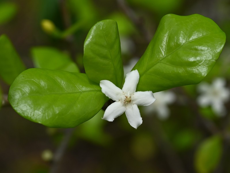 White Indigoberry photo 6