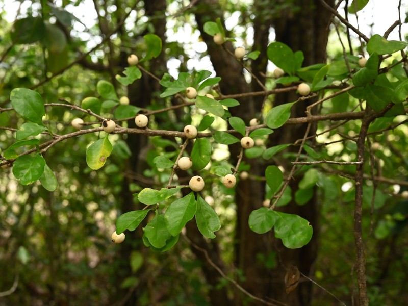 White Indigoberry photo 7