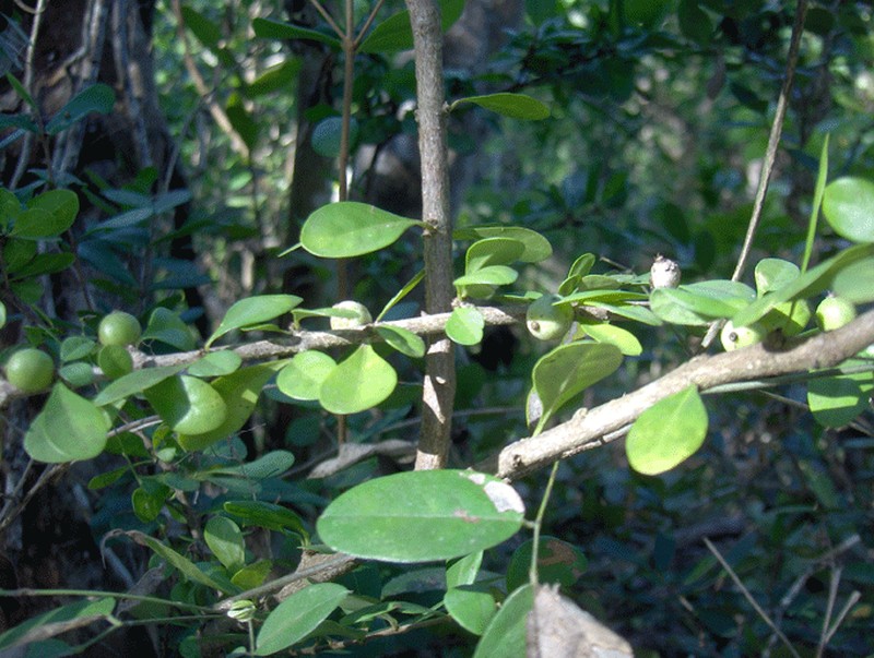 White Indigoberry photo 2