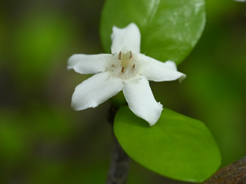 White Indigoberry