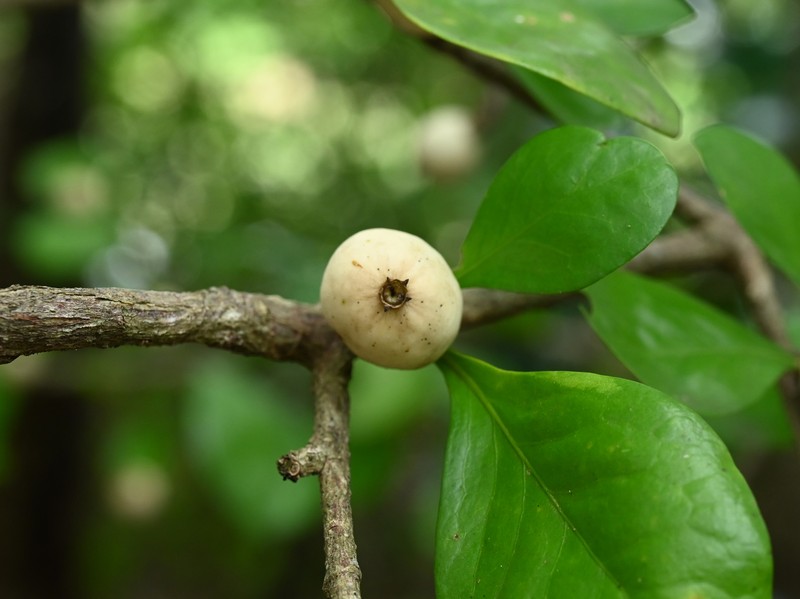 White Indigoberry photo 3