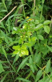 White Indigoberry