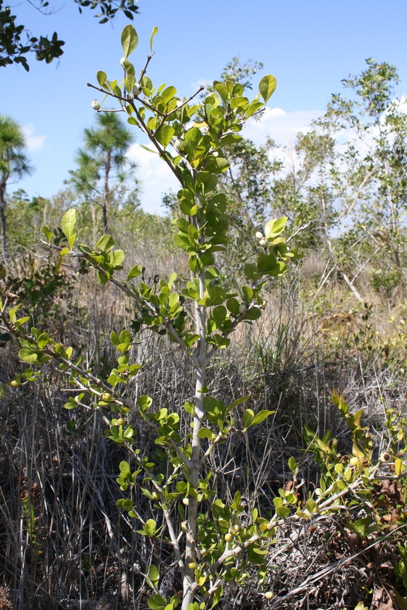 White Indigoberry photo 2