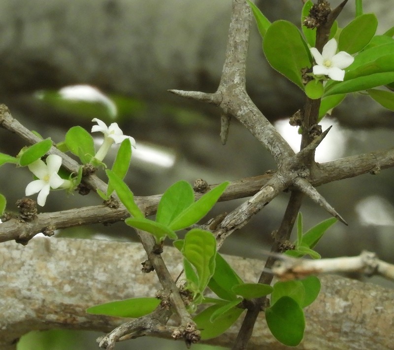 White Indigoberry photo 3