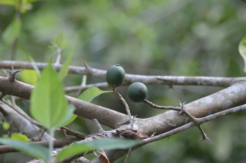 White Indigoberry photo 4