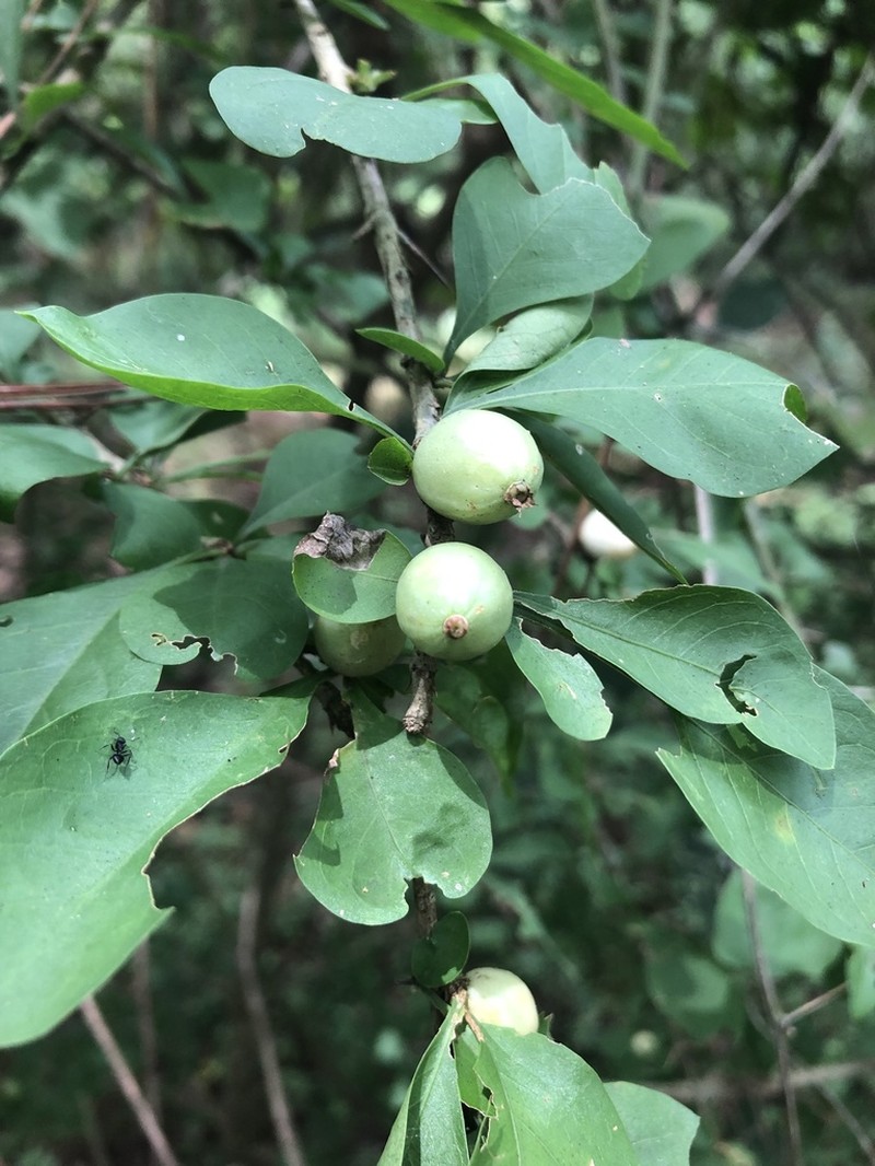 White Indigoberry photo 5