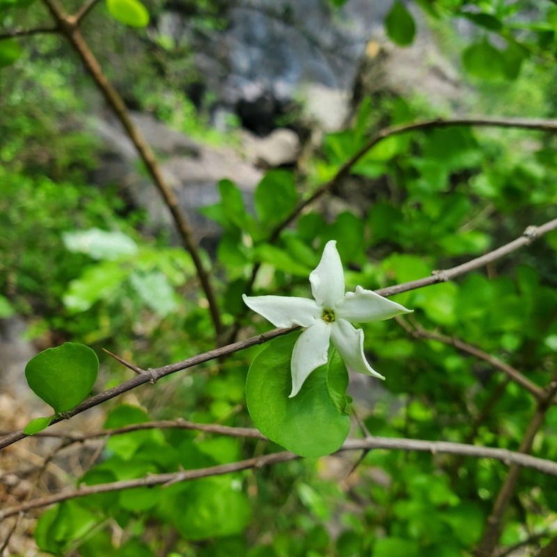 White Indigoberry photo 6