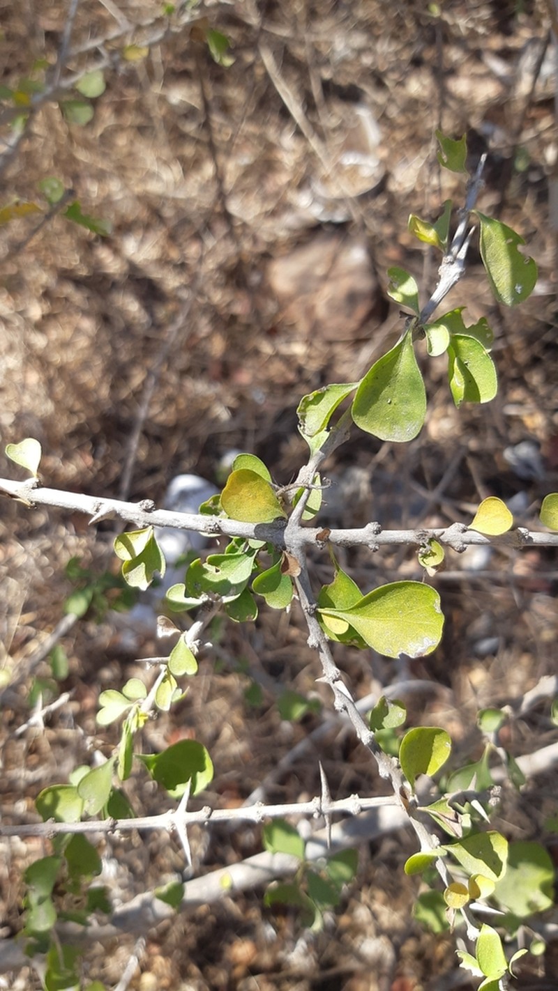 White Indigoberry photo 7