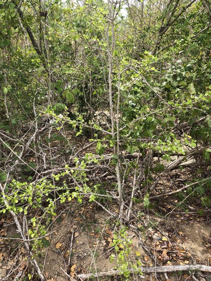 White Indigoberry photo 8