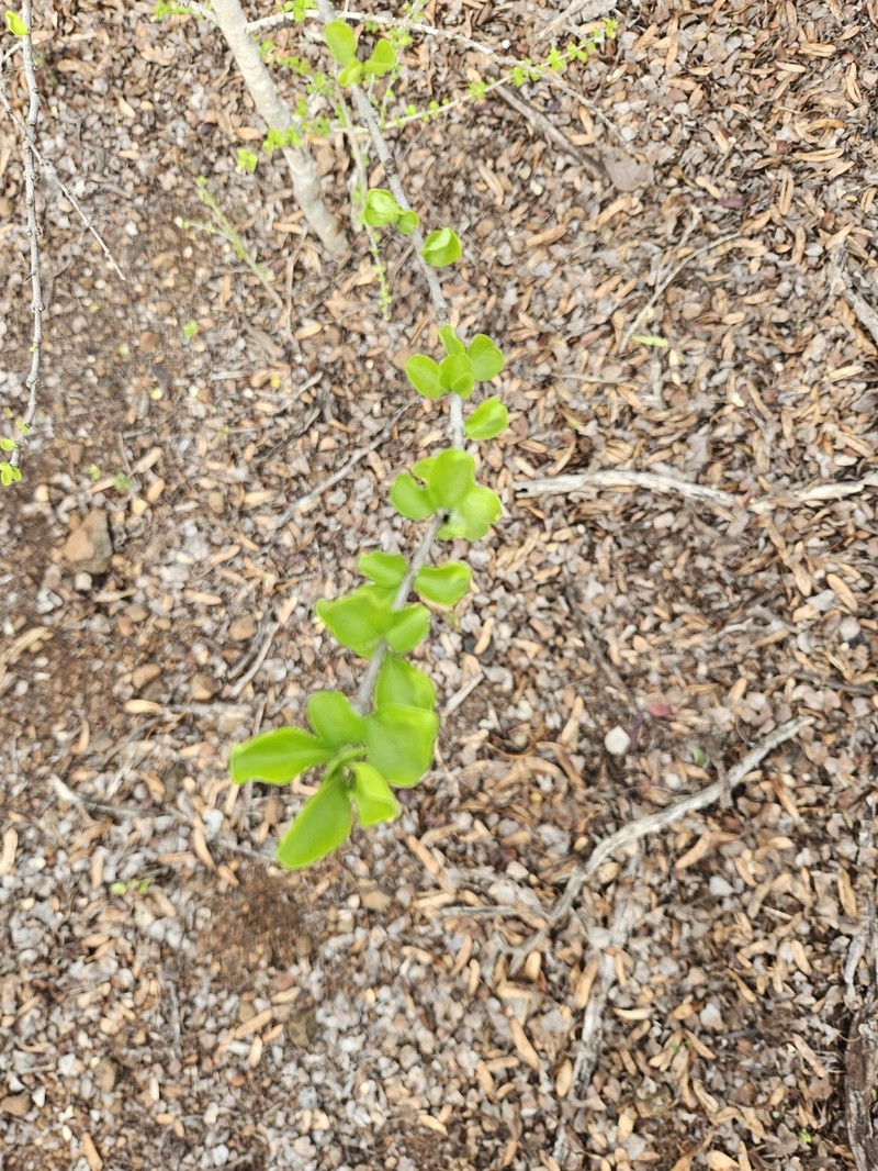 Randia aculeata var. aculeata