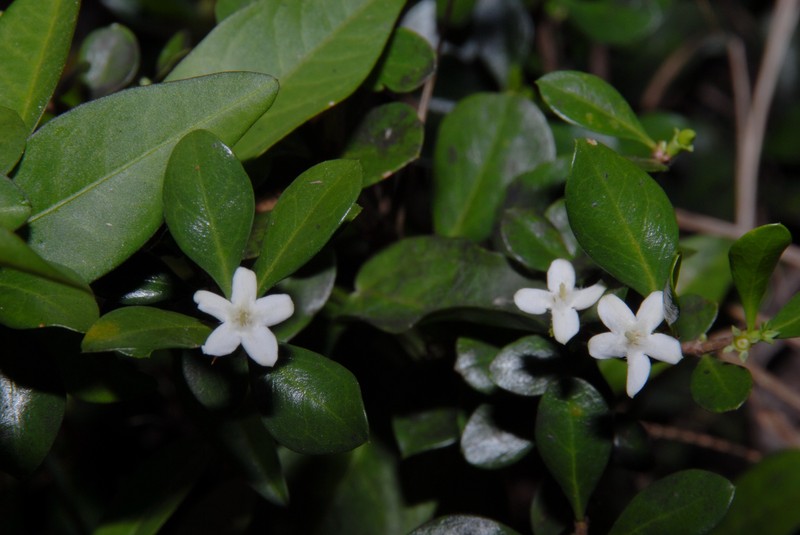 Randia aculeata var. aculeata photo 2
