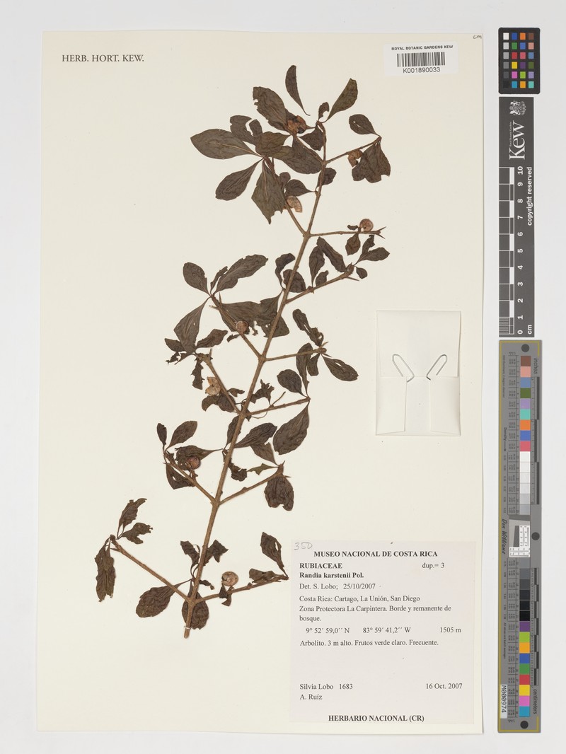 Randia aculeata var. aculeata photo 4