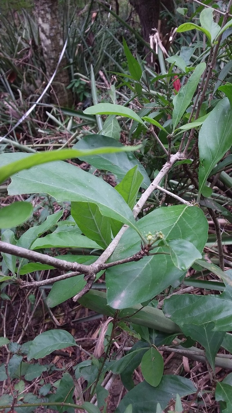 Randia claesii photo 3