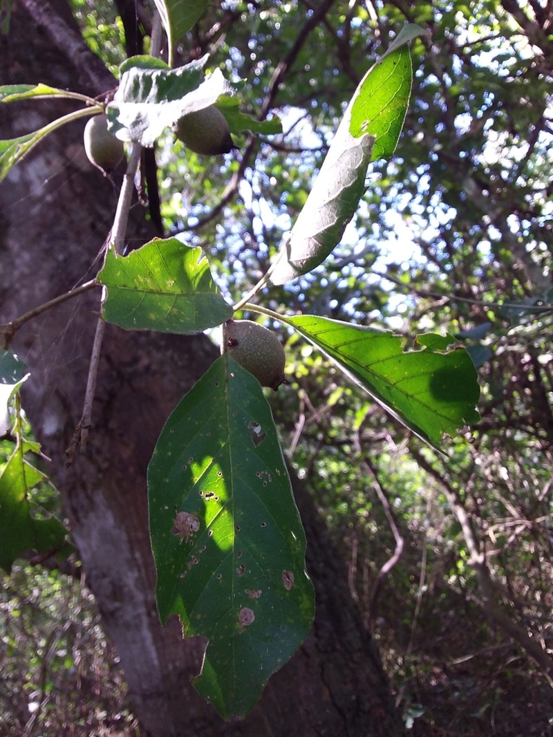 Randia claesii photo 4