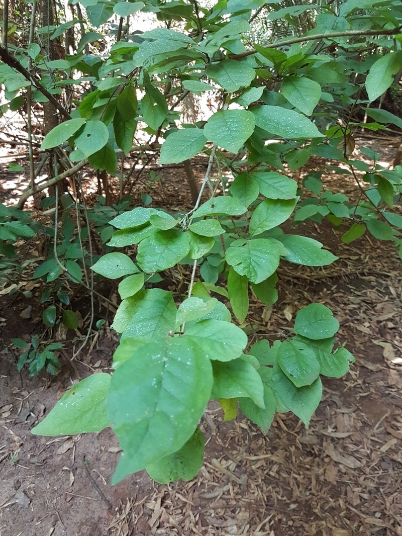 Randia heteromera