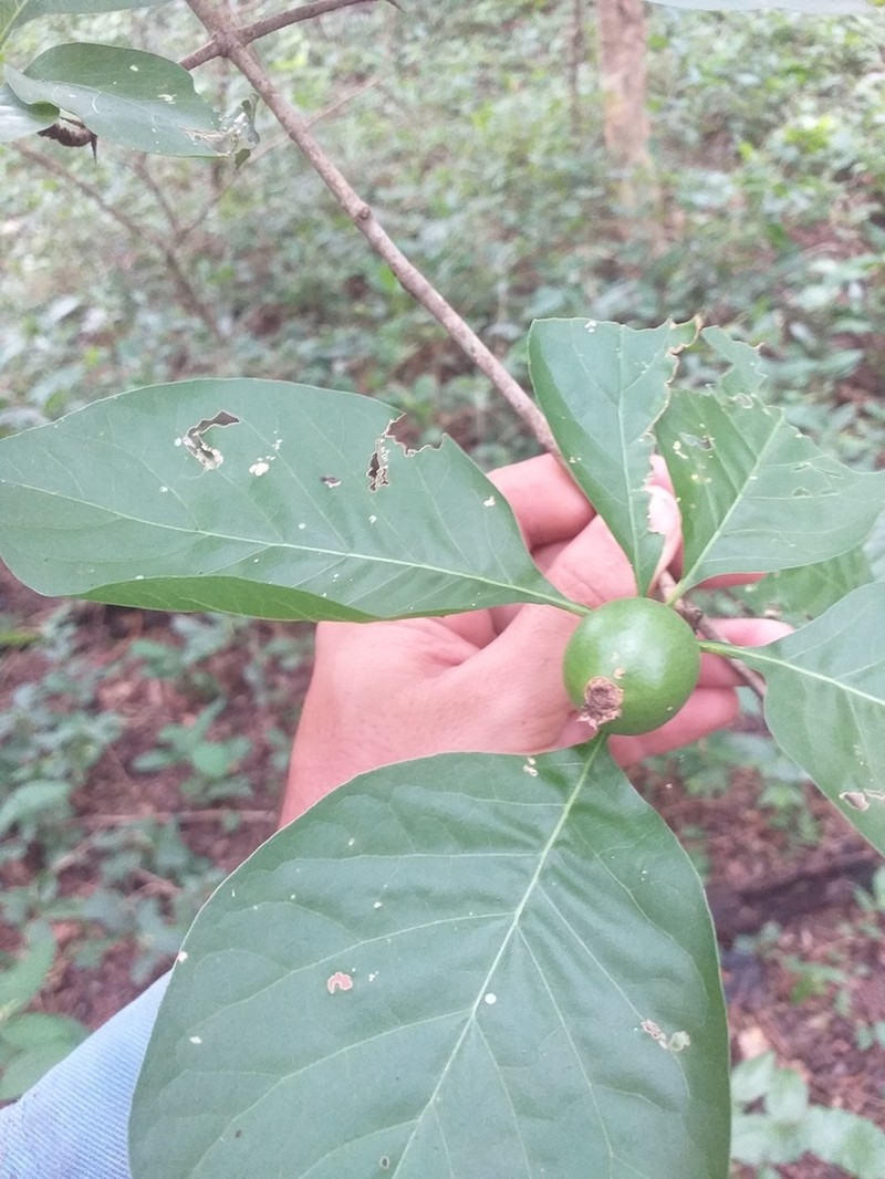 Randia heteromera photo 2