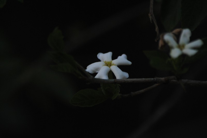 Randia heteromera photo 3