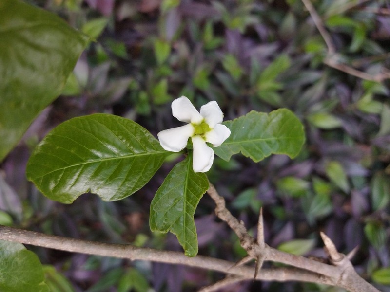 Randia heteromera photo 4