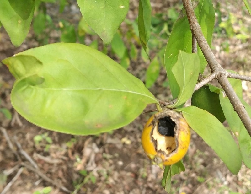 Randia heteromera photo 5