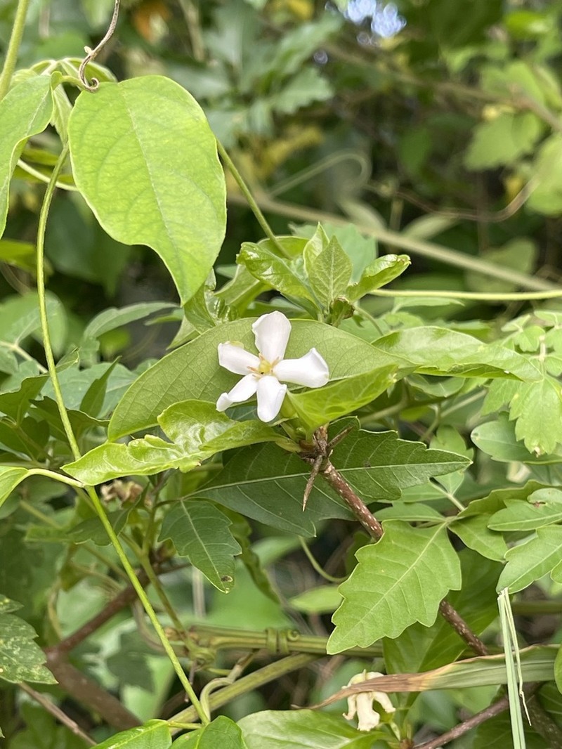 Randia heteromera photo 6