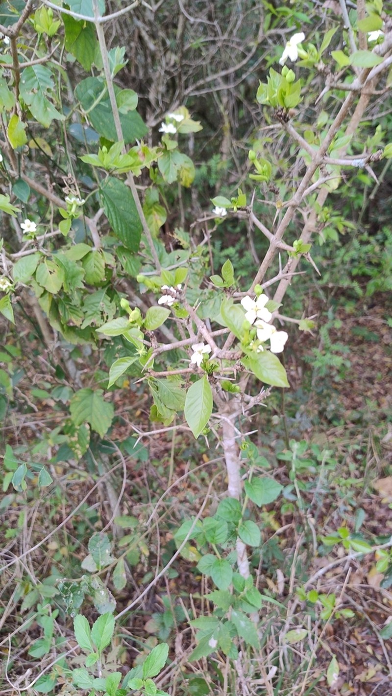 Randia heteromera photo 7