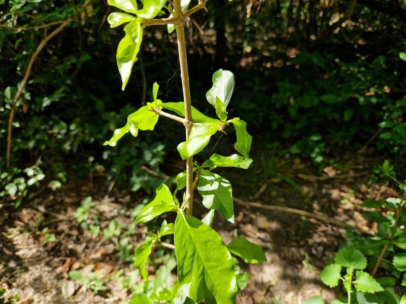 Randia heteromera photo 8