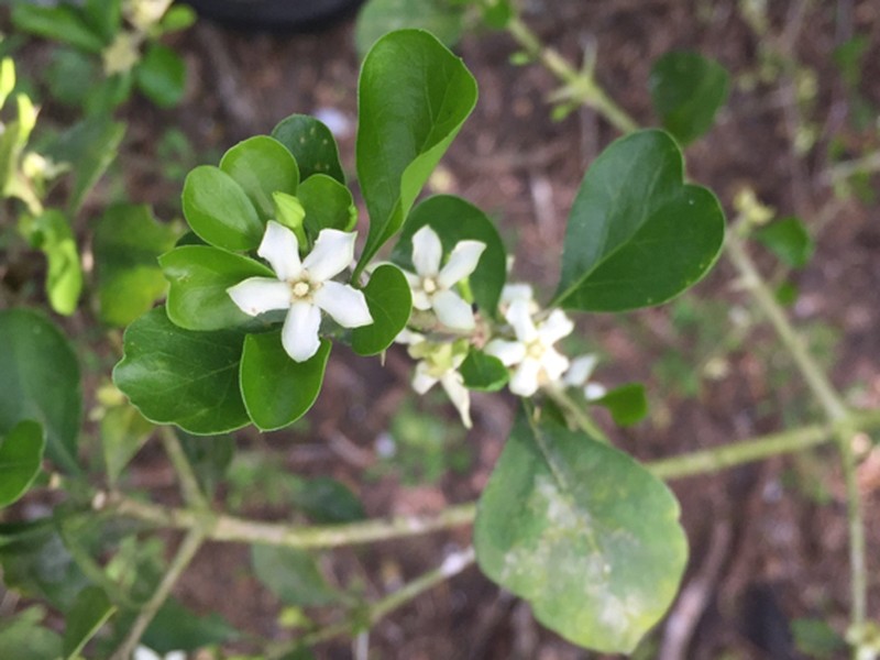 Crucillo photo 4