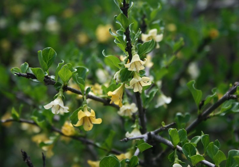 Smallflower Indigoberry