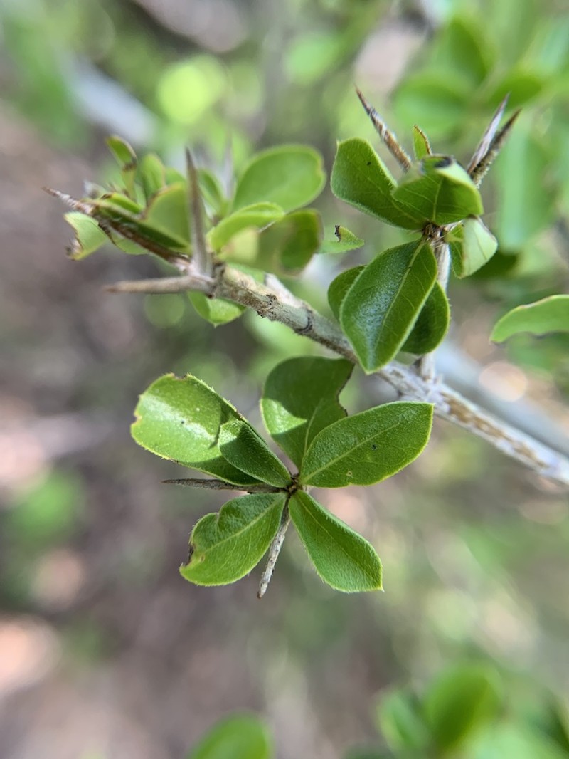 Puerto Rico Indigoberry