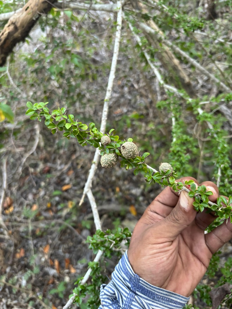 Puerto Rico Indigoberry photo 6