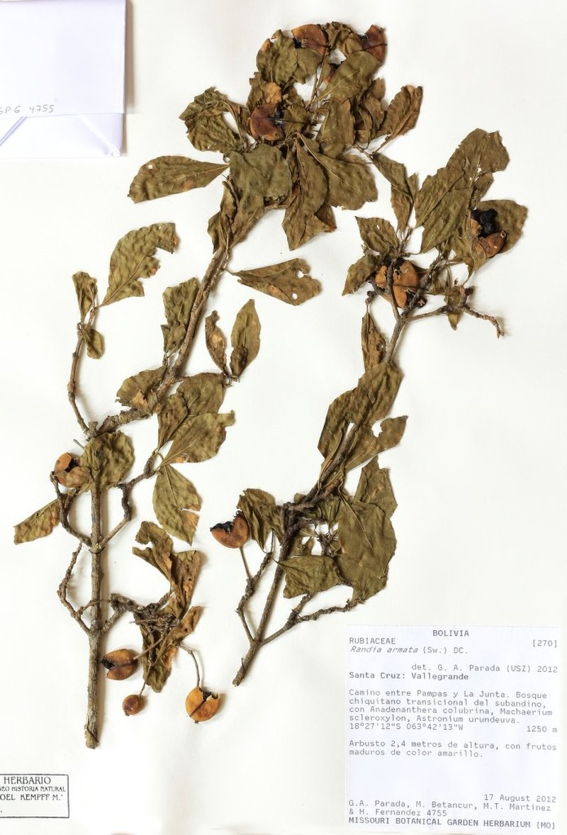 Randia tayloriana