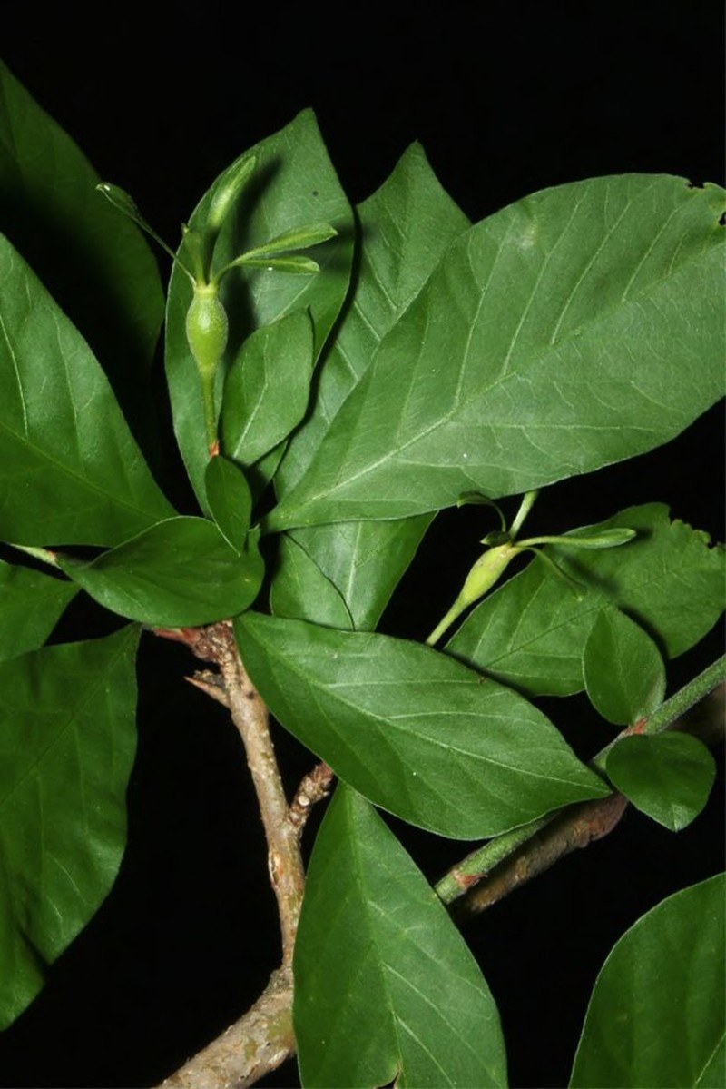 Randia tayloriana photo 2