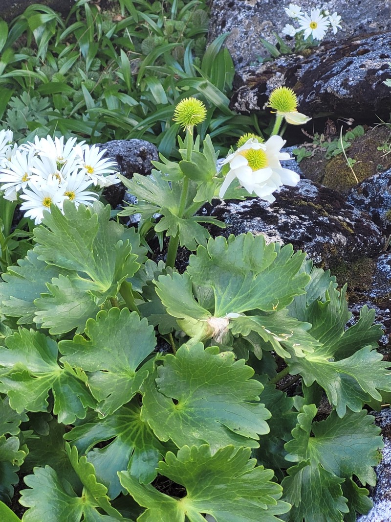 Ranunculus × buchlyallii