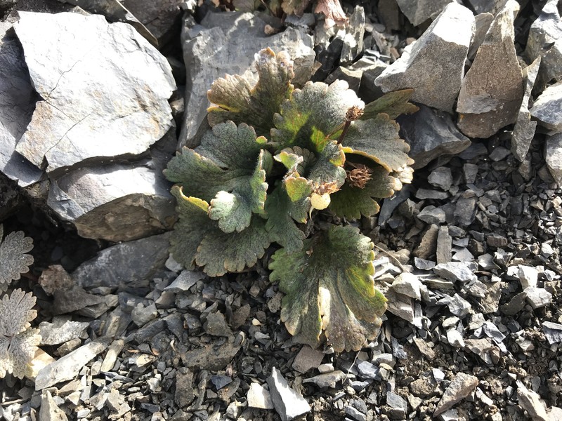Ranunculus × huttensis