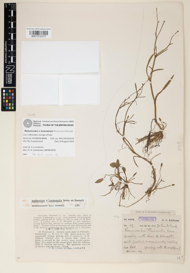 Ranunculus × levenensis