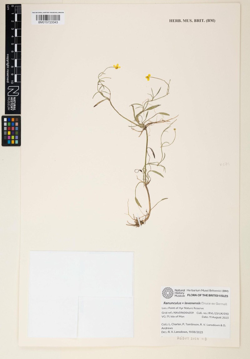 Ranunculus × levenensis photo 2