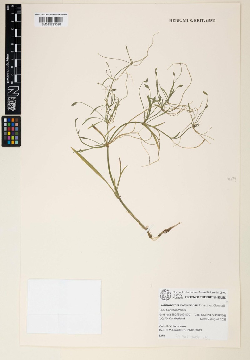 Ranunculus × levenensis photo 3
