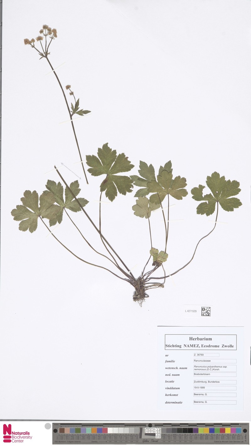 Ranunculus × polyanthemoides