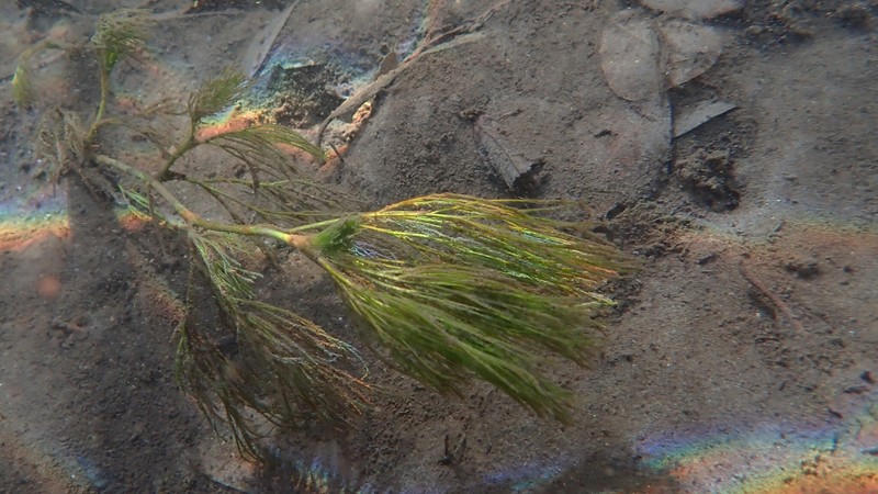 Ranunculus × pseudofluitans