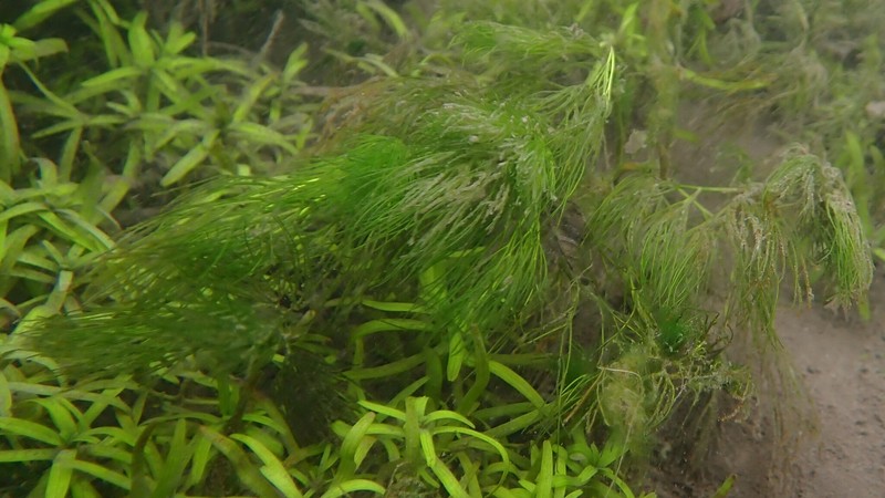 Ranunculus × pseudofluitans photo 2