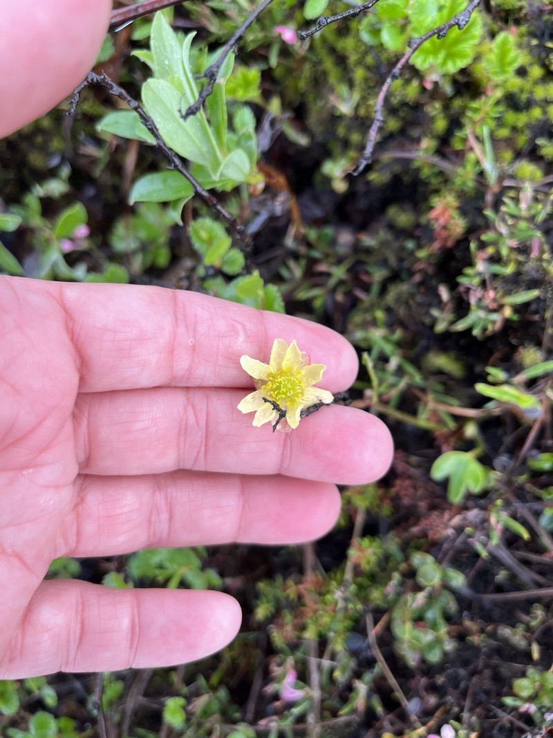 Ranunculus × spitsbergensis