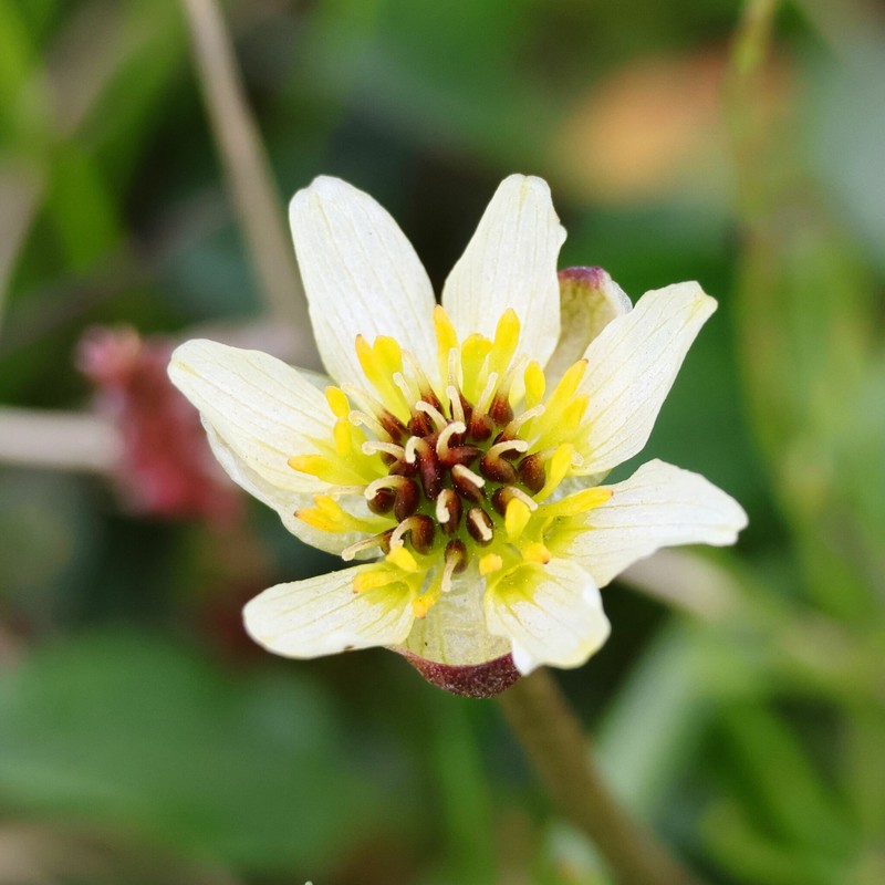 Ranunculus × spitsbergensis photo 2