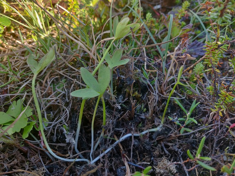 Ranunculus × spitsbergensis photo 3