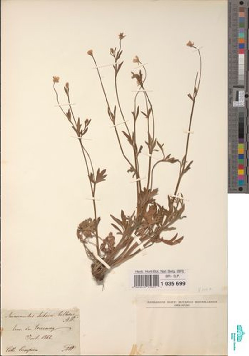 Ranunculus × subacri-bulbosus