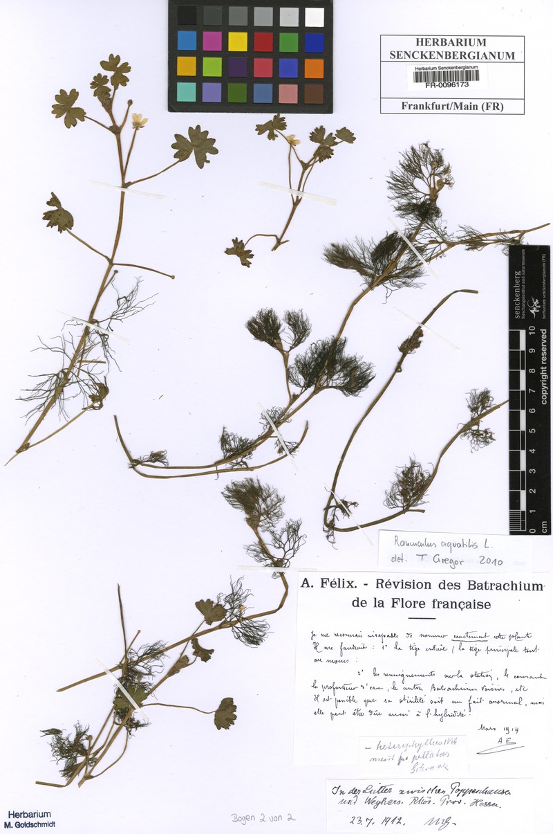Ranunculus × virzionensis