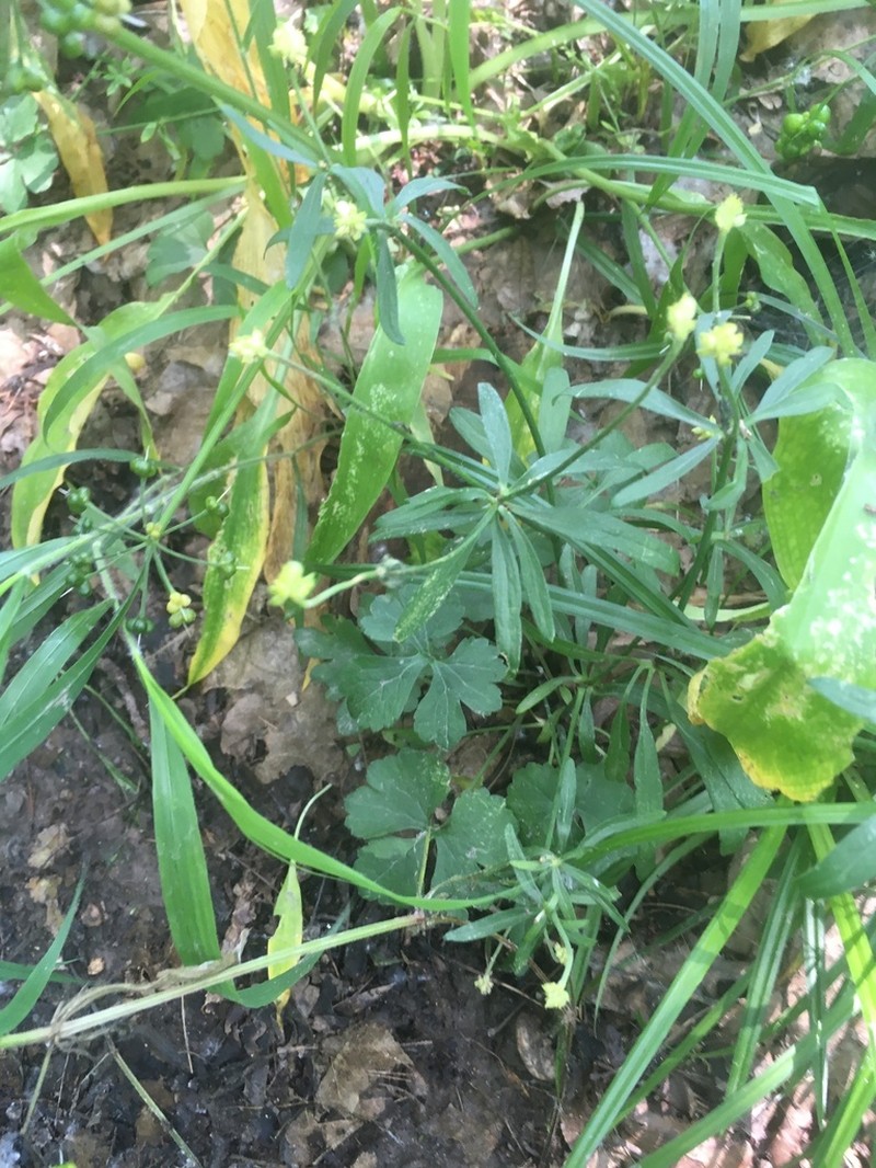 Ranunculus abbaianus
