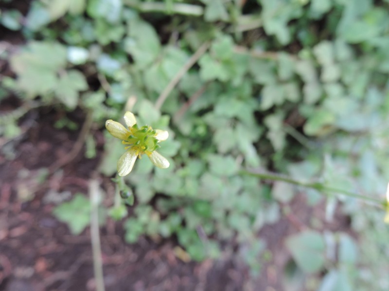 Ranunculus aberdaricus