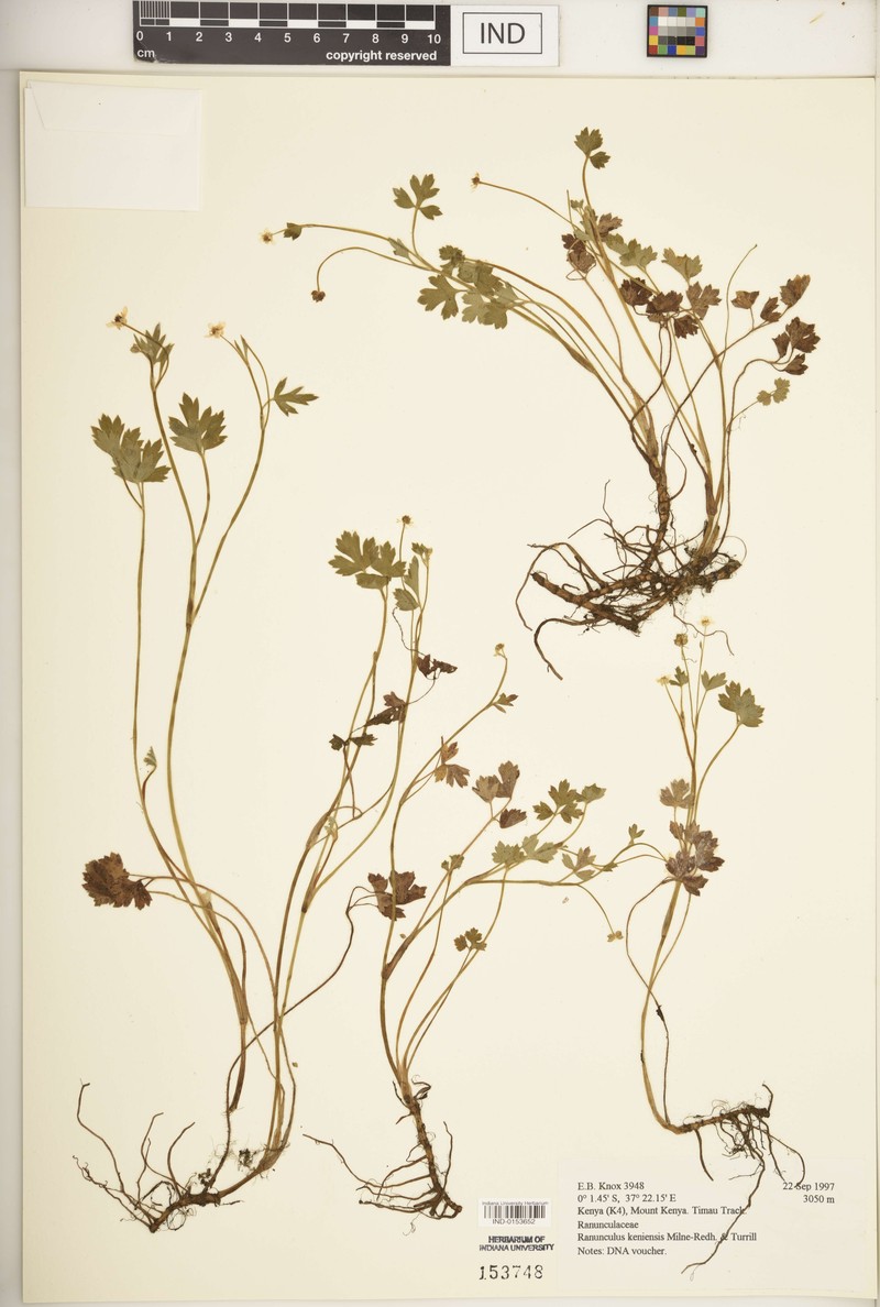 Ranunculus aberdaricus photo 5