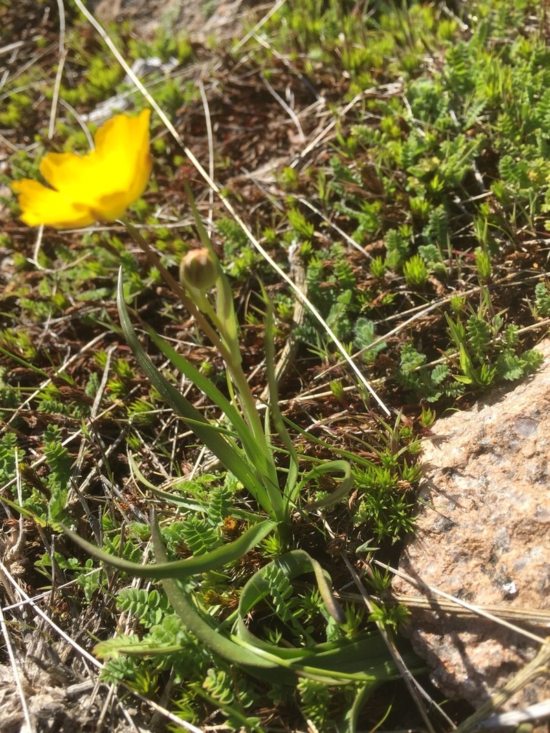 Ranunculus abnormis photo 2